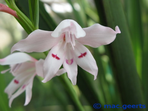 Gladiolus carneus